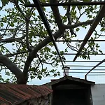 Διαμέρισμα Ruvo 4 Orebić